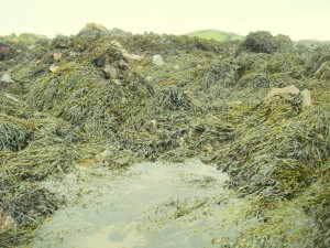 Seaweed mass