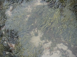 Rock Pools