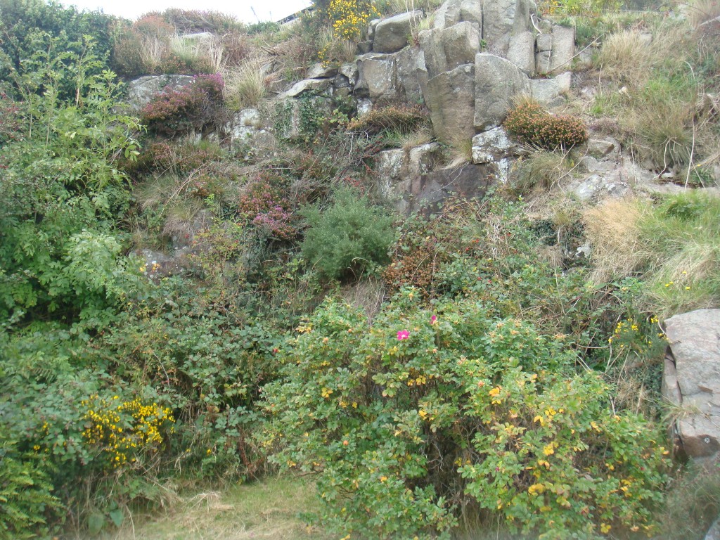 Gorse Bushes
