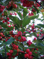 Post image for Picture This Photo Contest “Abundant Harvest”