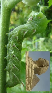 Sphinx moth larvae copy