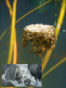 Toad Spawn_Floating Pandora mountains