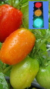 trafficlight tomatoes
