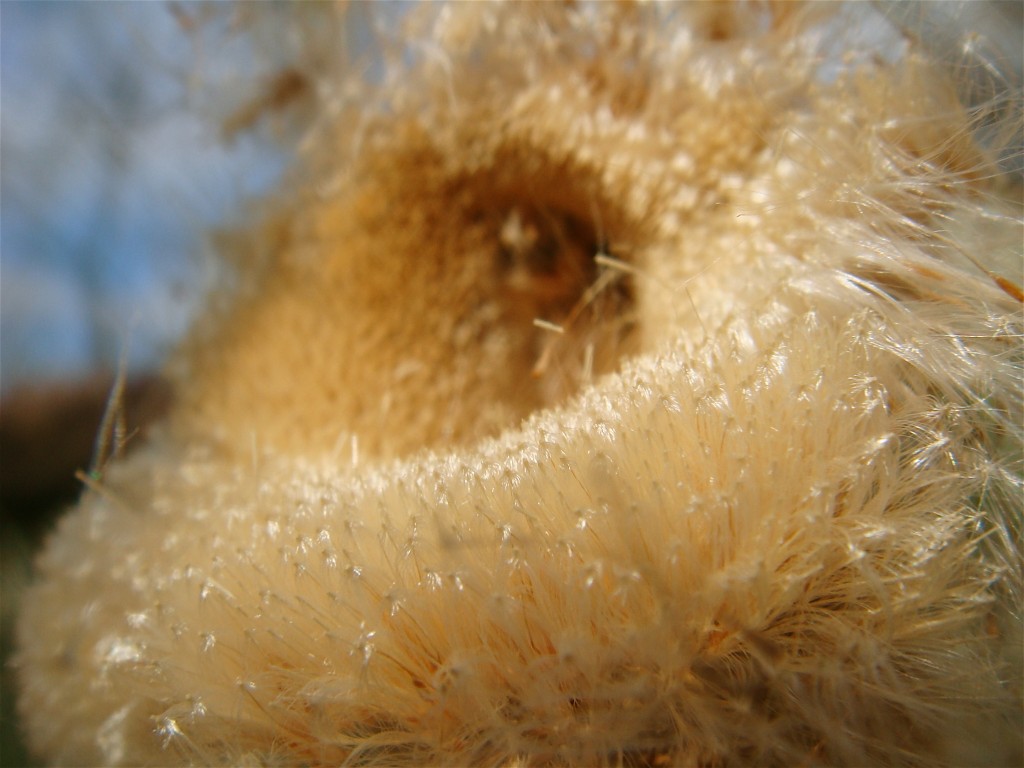 Cattail seed head