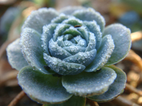 Thumbnail image for “Winter’s Beauty”