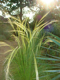 Post image for Picture This Photo Contest: “Ornamental Grasses”: