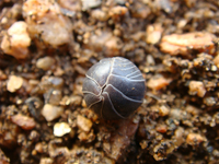 Thumbnail image for “Jagged Little Pill-Bug”