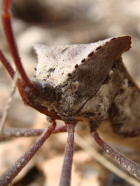 Thumbnail image for “I Tripped over a Leaffooter”