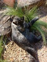Thumbnail image for “Feather Hugger”