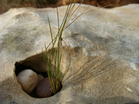 Thumbnail image for “Gardening Gone Wild Photo Contest”: