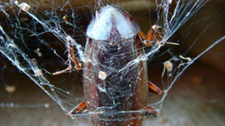 Thumbnail image for “Bread Rock”