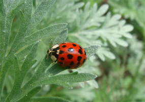 Thumbnail image for “Lady-bug-Gaga”