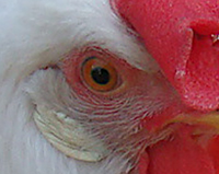 Thumbnail image for “Chicken and Hell-Strips”