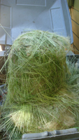 Thumbnail image for “Knotty Dreads”