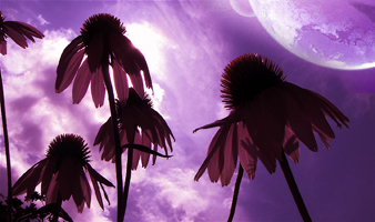 Thumbnail image for Snips & Snails & Swallowtails