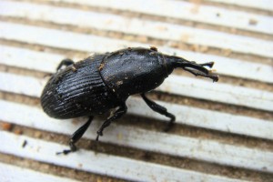 Agave Weevil
