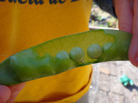 Thumbnail image for “Peas in a Pod”