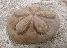 Thumbnail image for “A Handful of Sand Dollars”