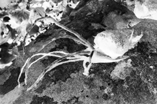 Thumbnail image for “Brains”…Case Closed!