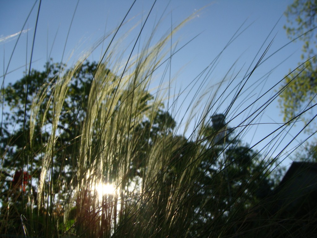 Mexican Feather Grass