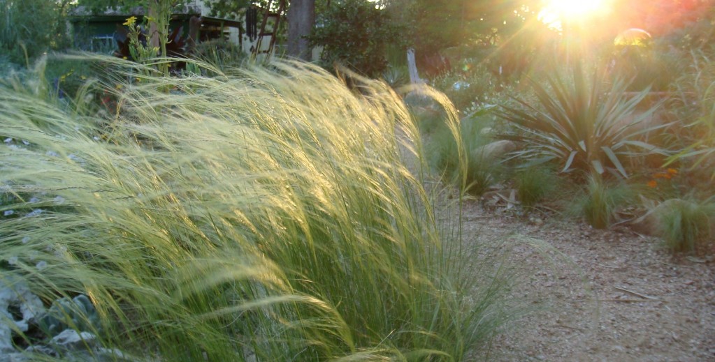 Mexican Feather Grass