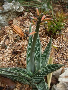 Aloe variegata