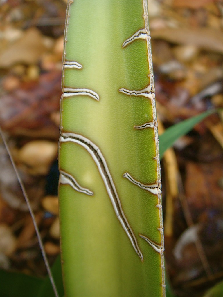 Tribal Markings on Aloe