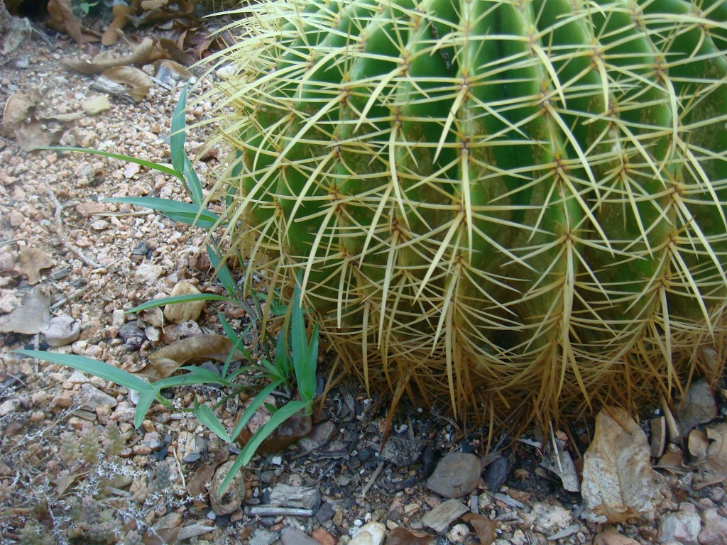 Barrel Cactus and annoying grass