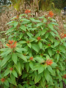 Mexican Firebush