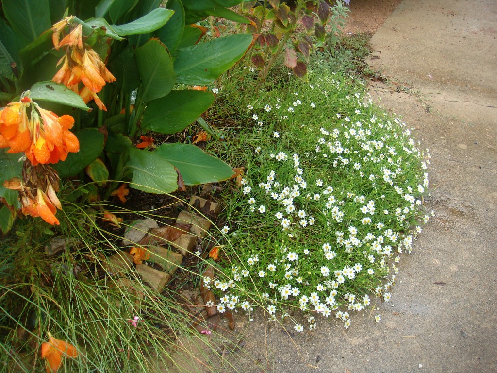 Blackfoot Daisy