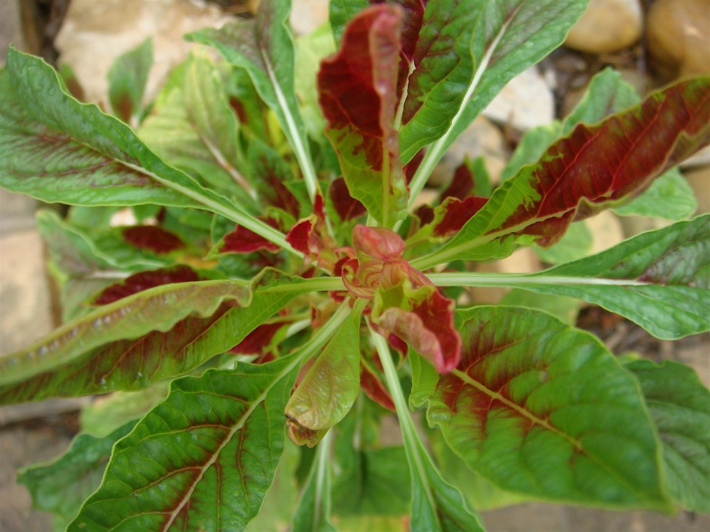 Amaranth leaf