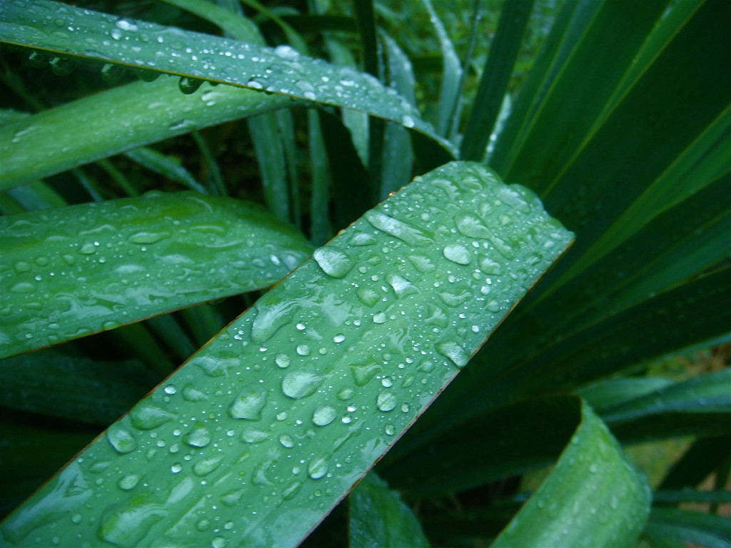 Wet Yucca leaf