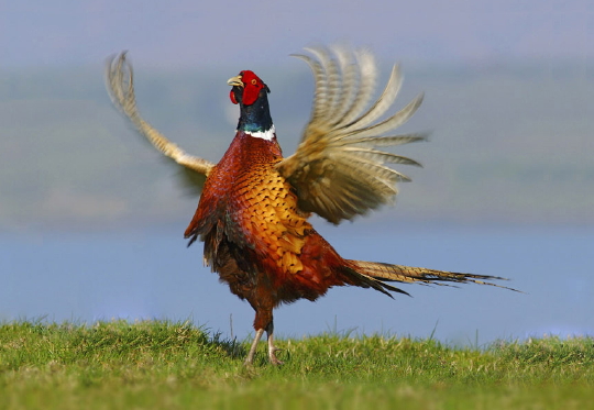 Pheasant