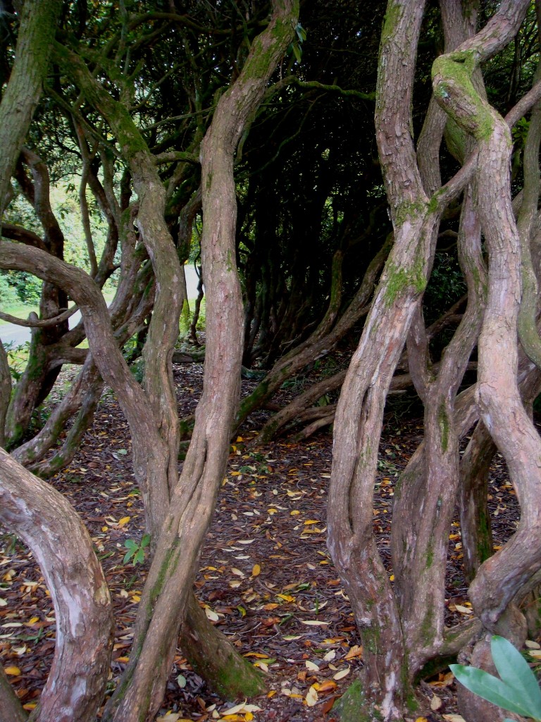 Rhododendron Bushes