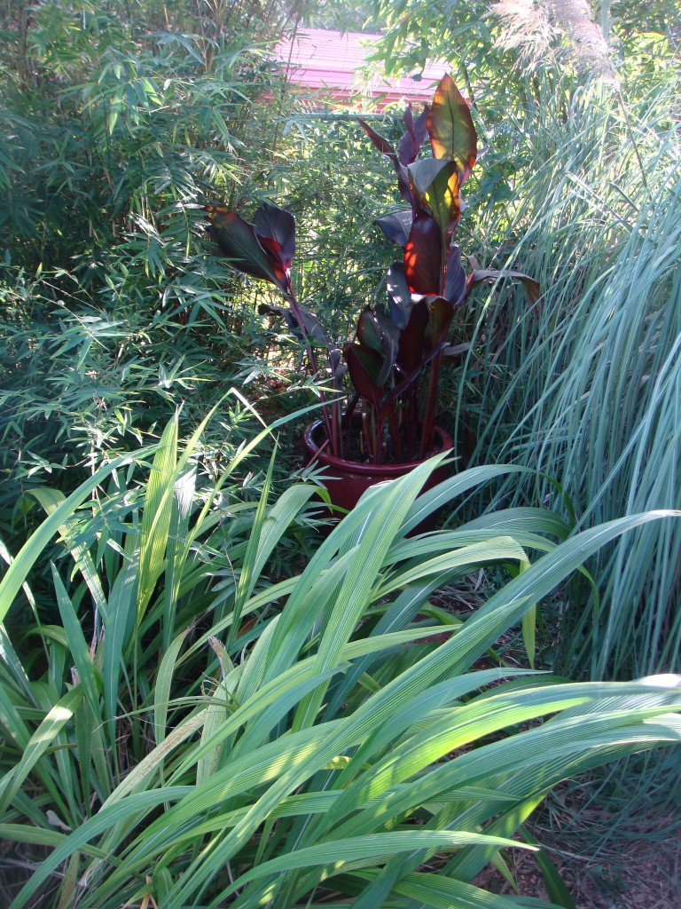 Canna and Pampas