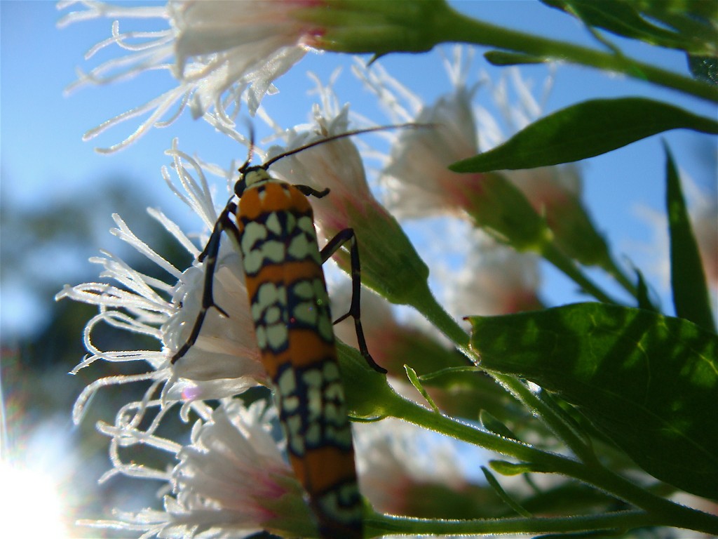 Fragrant Mist Flower