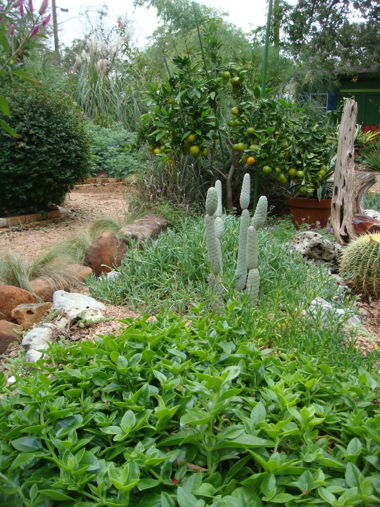 Pinecone Cactus and Satsuma