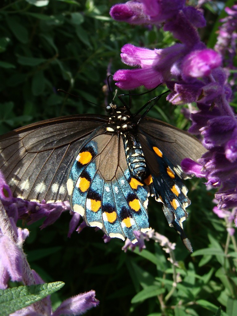 Swallowtail Butterly