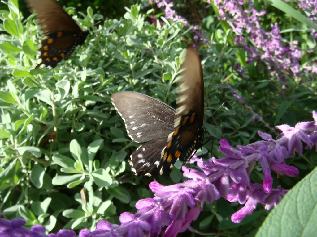 Swallowtail Butterly