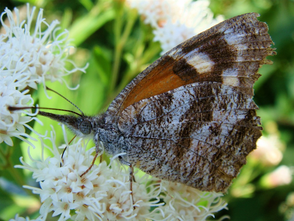 Brown American Snout