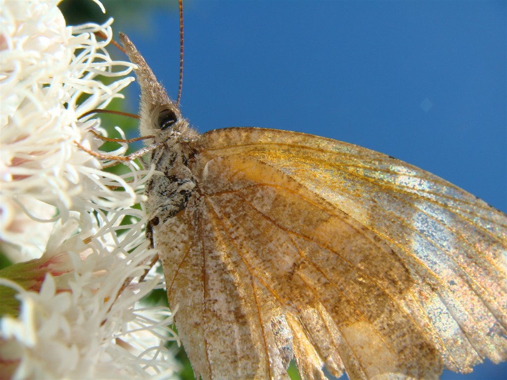 Brown American Snout