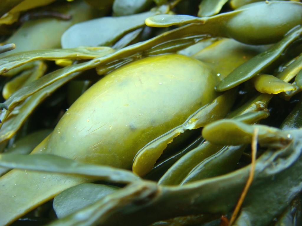 Seaweed Pod