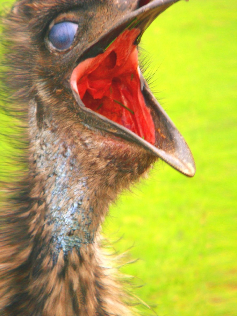 Emu