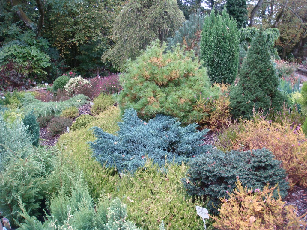 Conifers