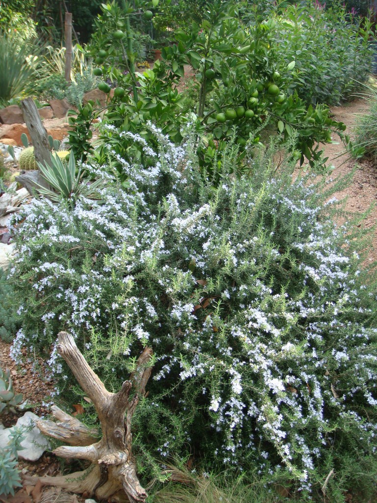 Rosemary in bloom
