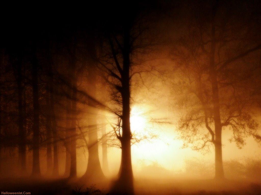 spooky-woods-1024x768