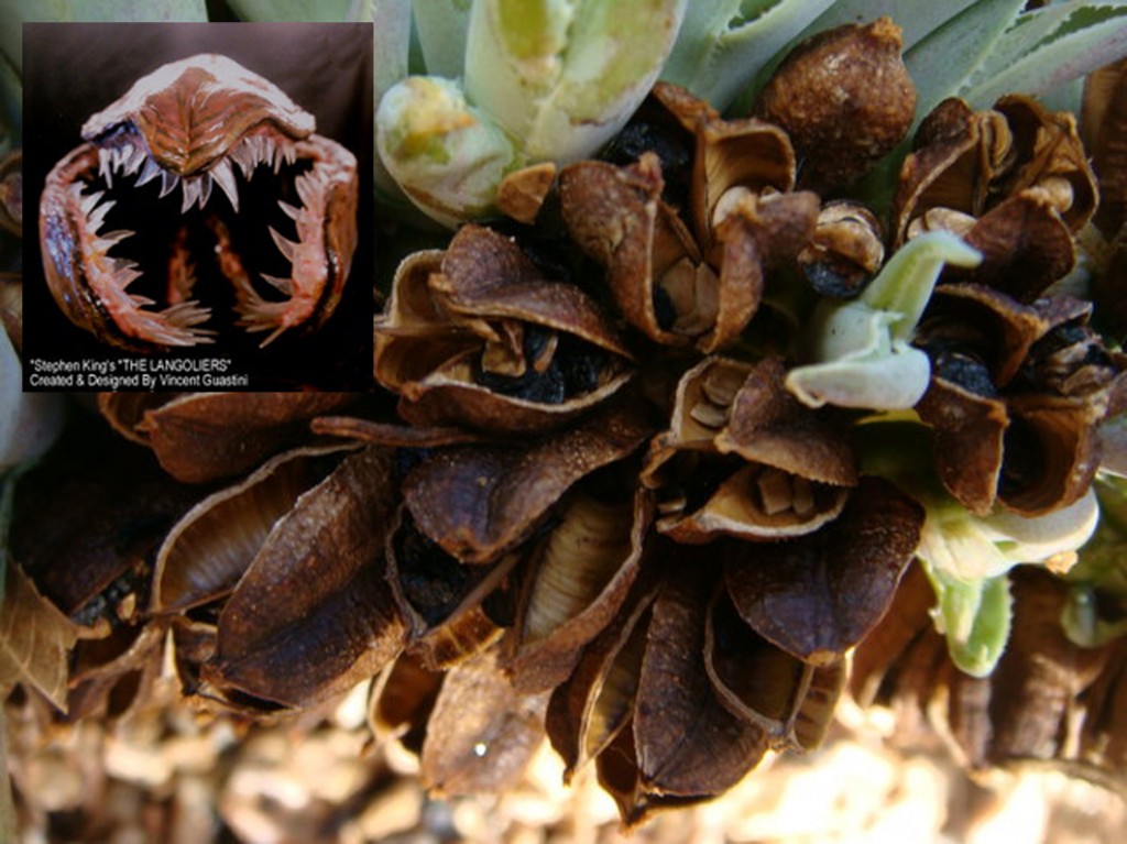 Agave seeds_langoliers