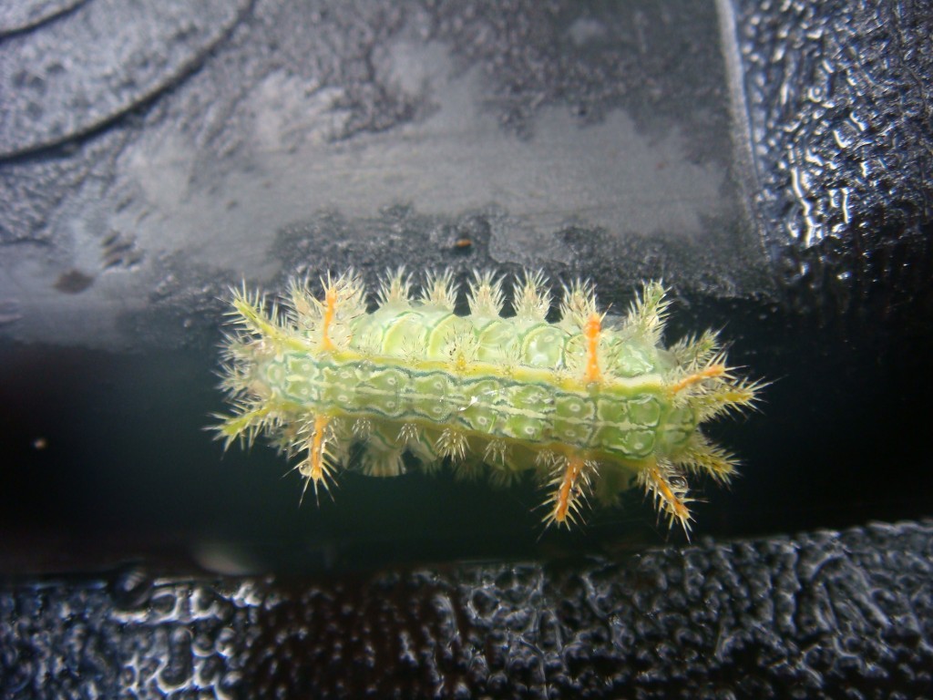 caterpillar