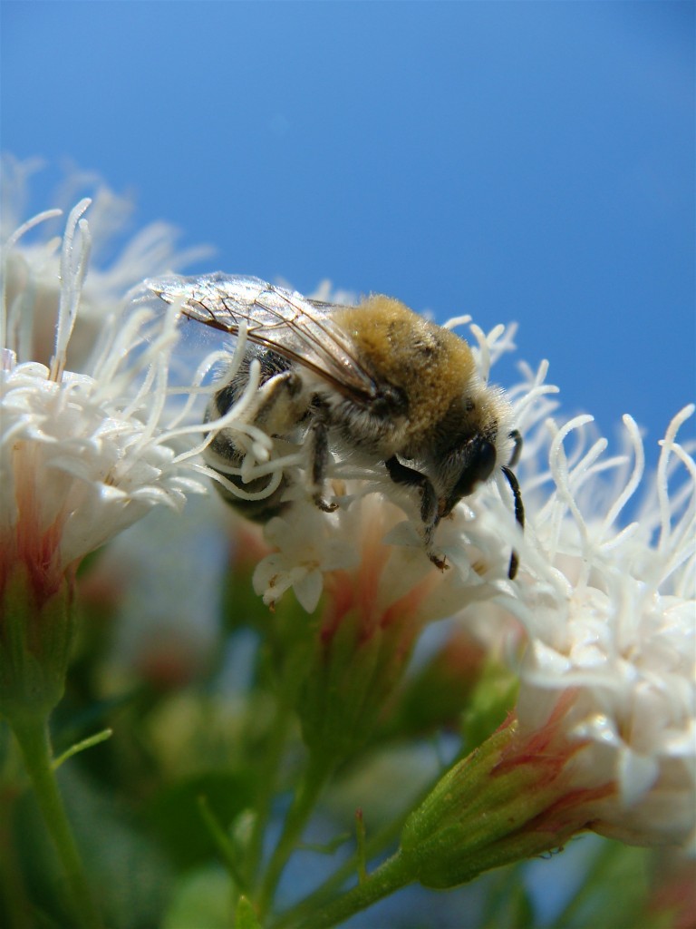 Bees in the Mist