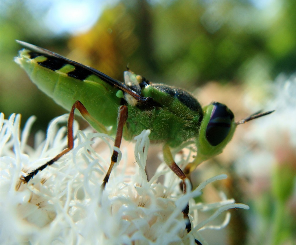 Syrphid Fly Adult